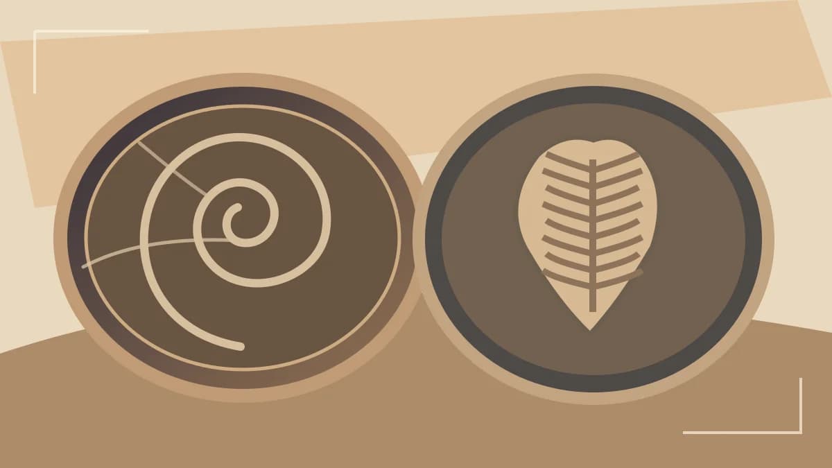 Original illustrated ammonite and trilobite fossils related to Erfoud workshops